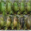 pol icarus pupa9 volg4
